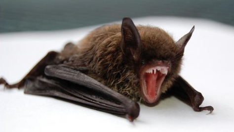 Bat_stock photo
