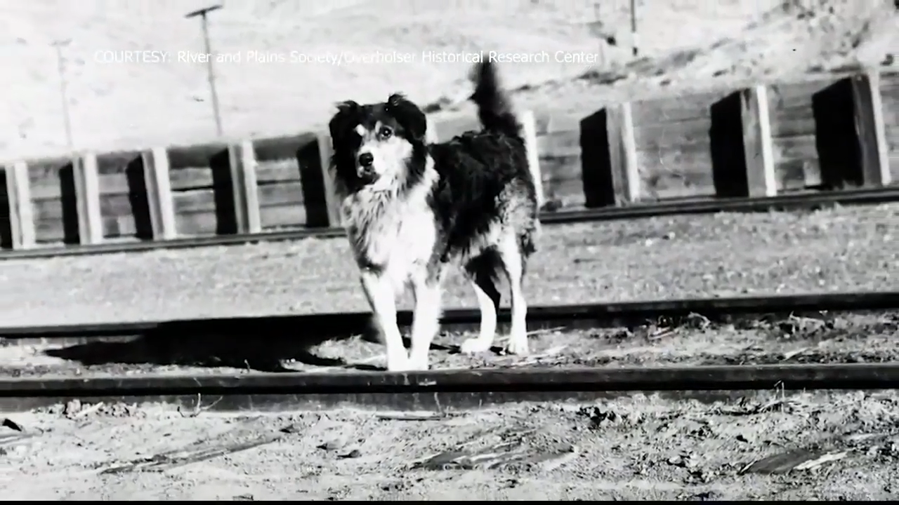 Shep the "forever faithful" 