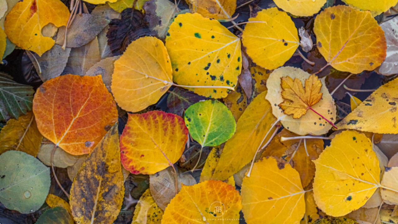 Fall foliage