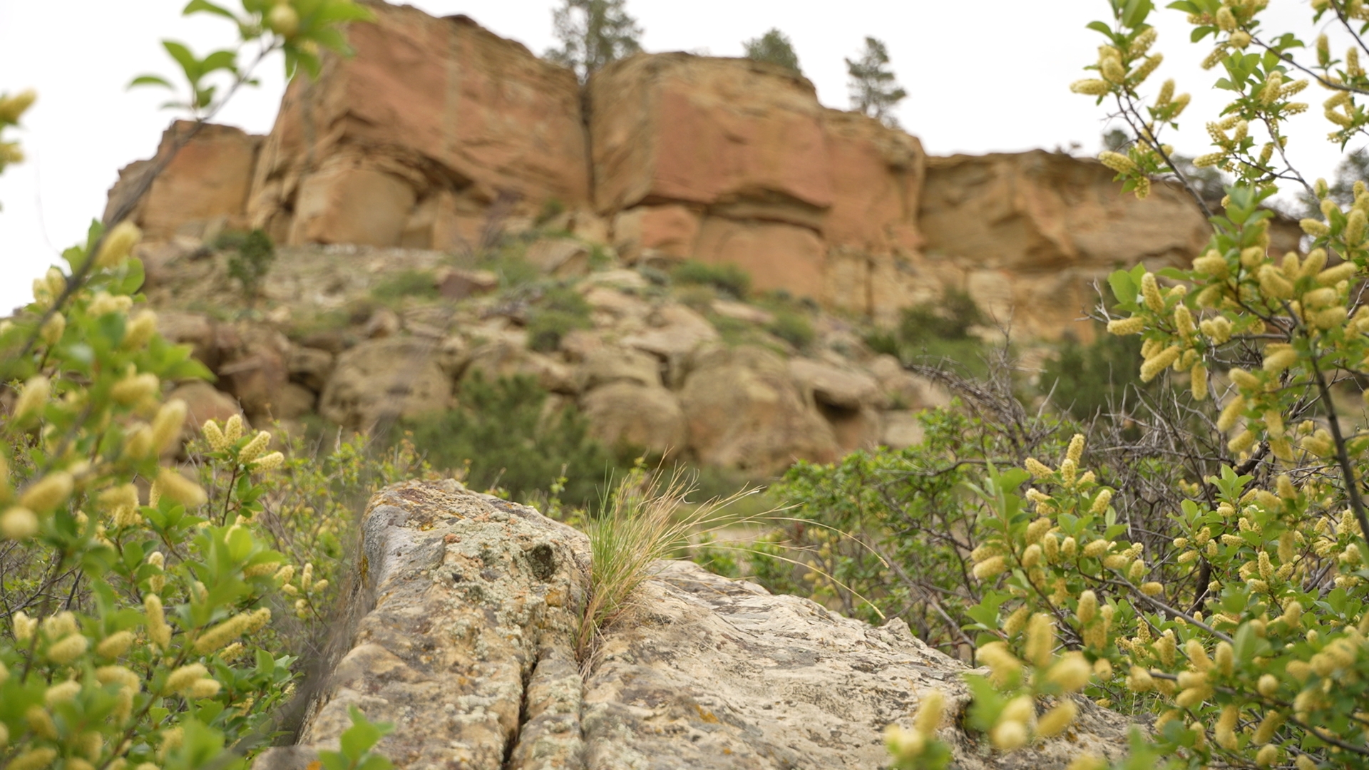 Rattlesnakes slither into Billings as summer approaches; expert shares safety tips