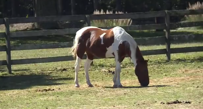 Chesterfield horse farm.png