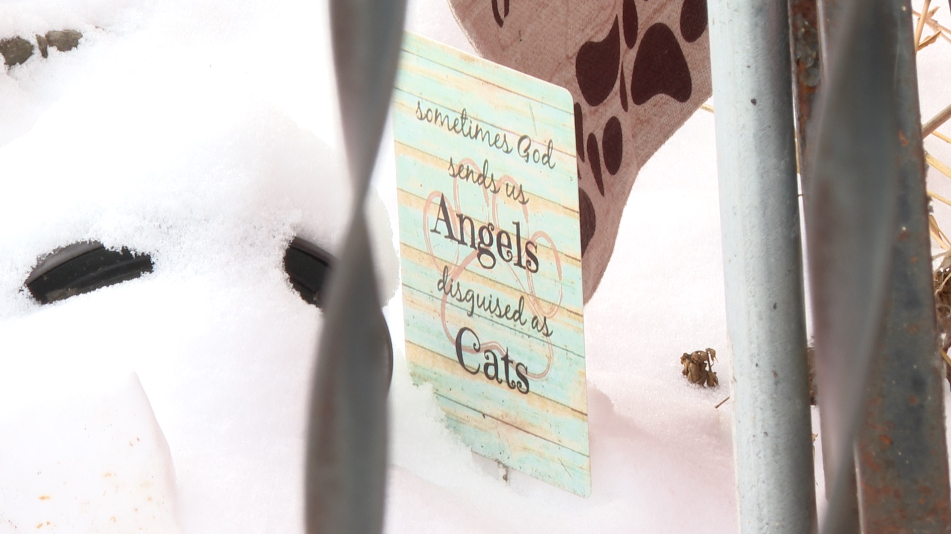 Angels and Cats