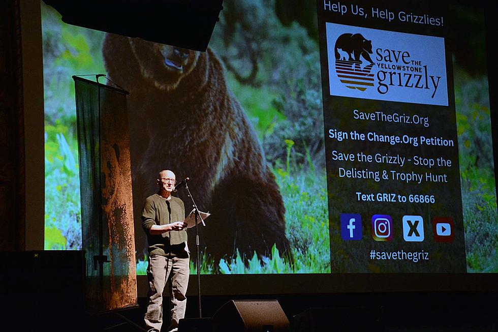 Grizzly Documentary Missoula