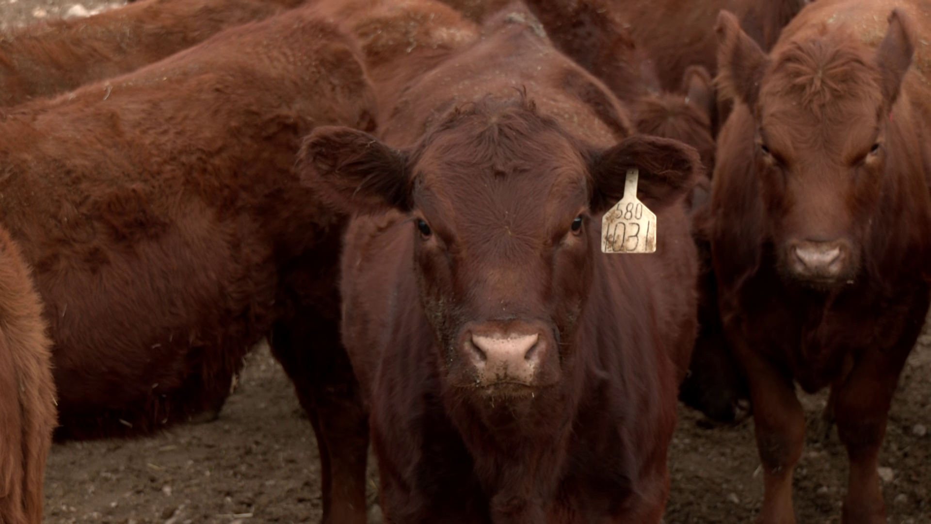 Cows cattle