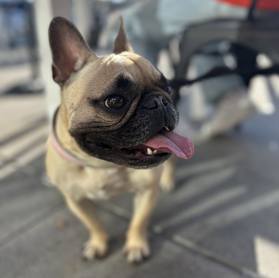 french_bulldog_koikoi_abutan_photo.jpg