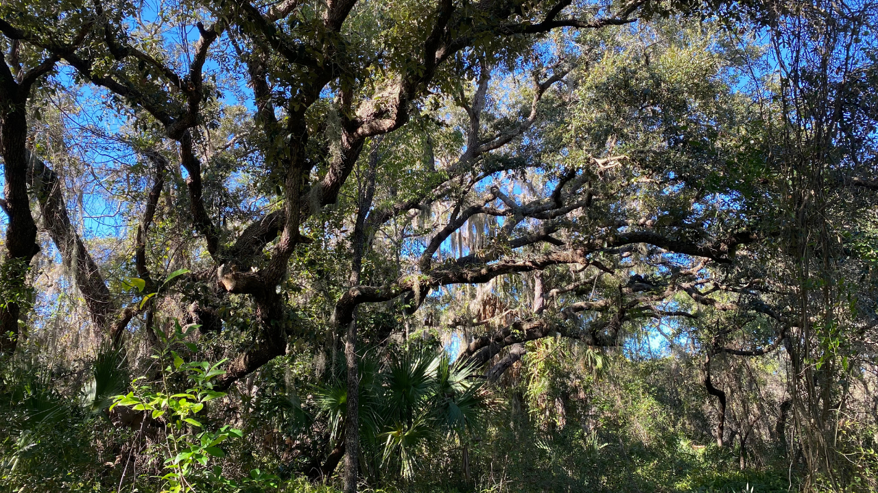Tarpon Springs forest2.png