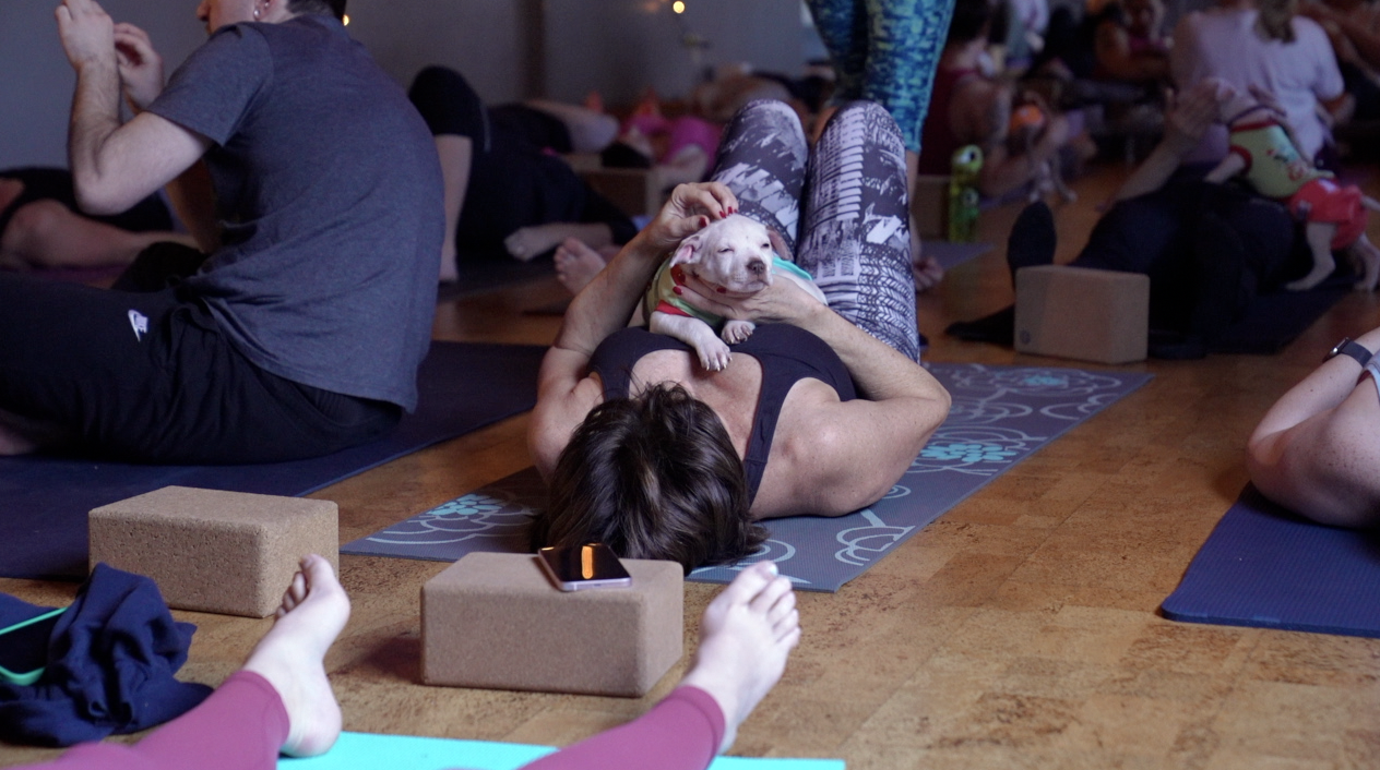 Puppies at Yoga Connect Haslett