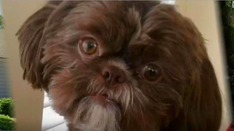 pet cremation brooklyn