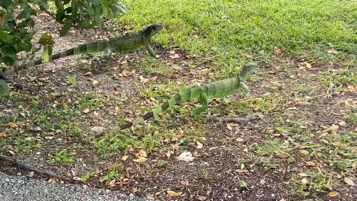 Iguanas in Boca Raton on Dec. 29, 2023