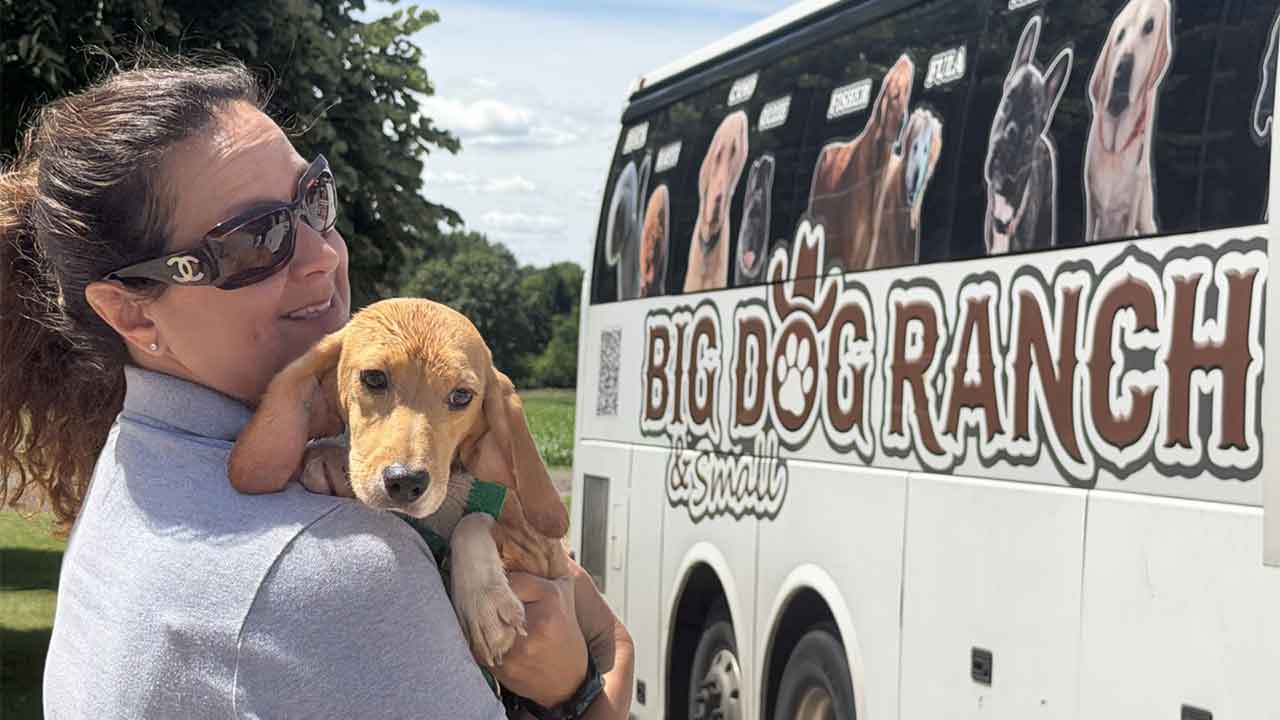 Beagles