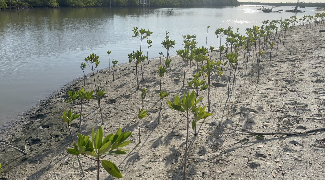 Mangroves Clam Bayou 6 monthes