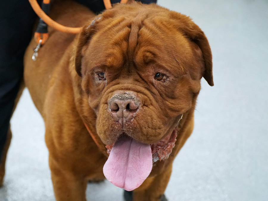 dog_chain2_sd_humane_society.jpg