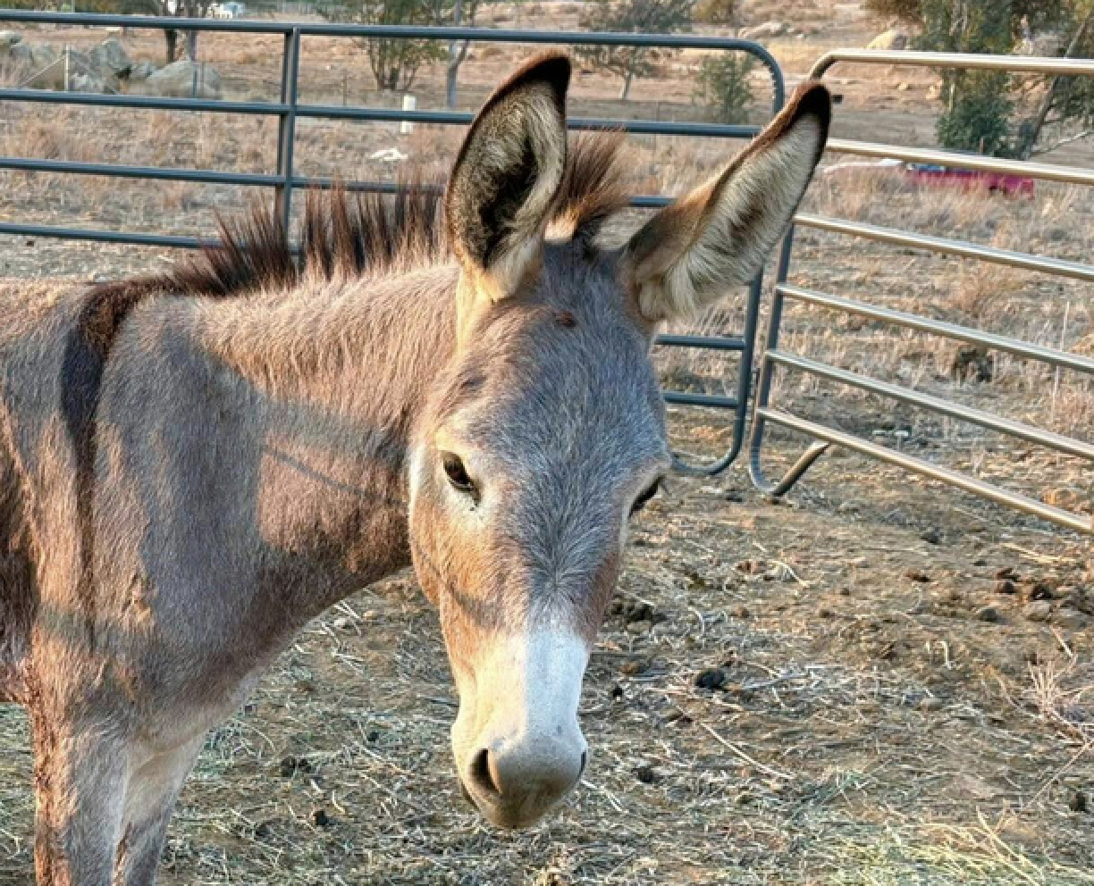 A 2 year old donkey named Cupid.