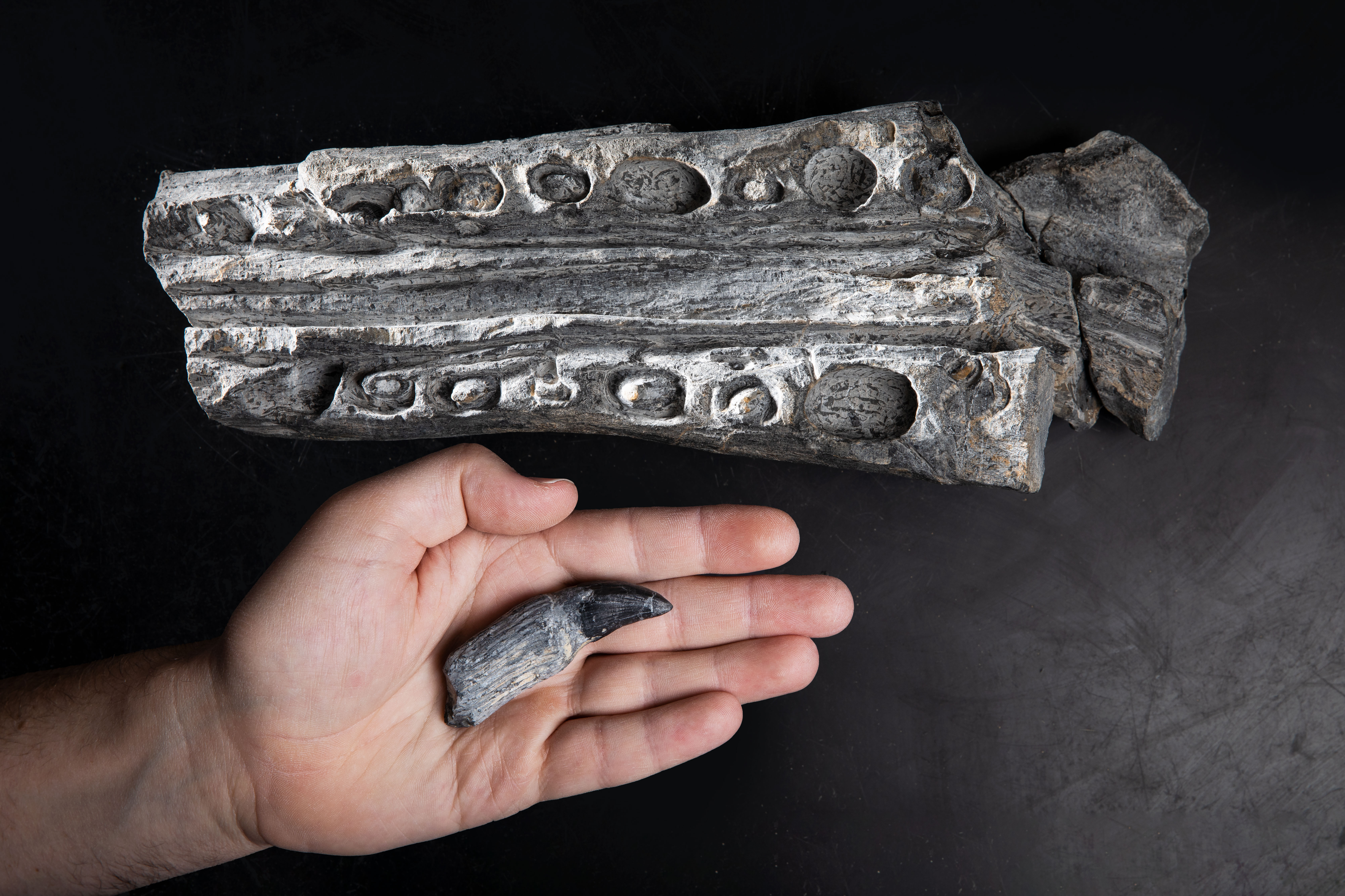 Fossil Reptiles