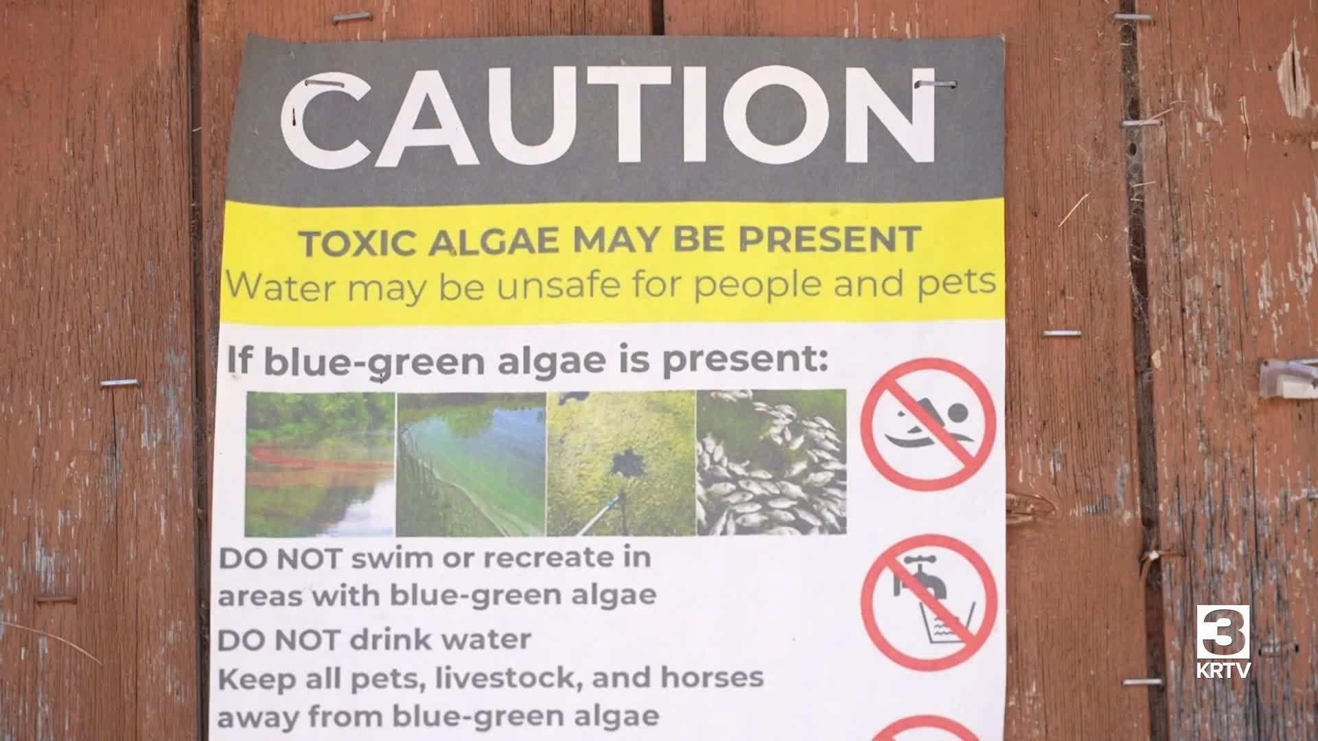 harmful algae blooms
