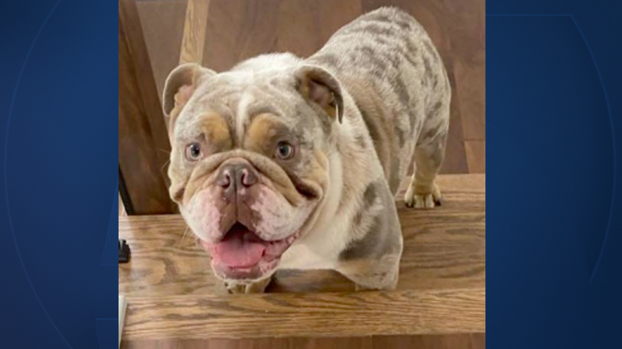 Goku English bulldog stolen during Davie home invasion.jpg