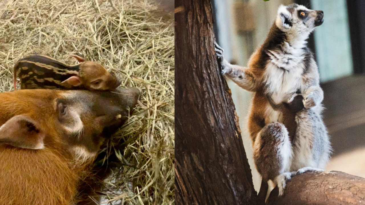 New Red River hoglet and baby ring-tailed lemur at the Cheyenne Mountain Zoo.jpg