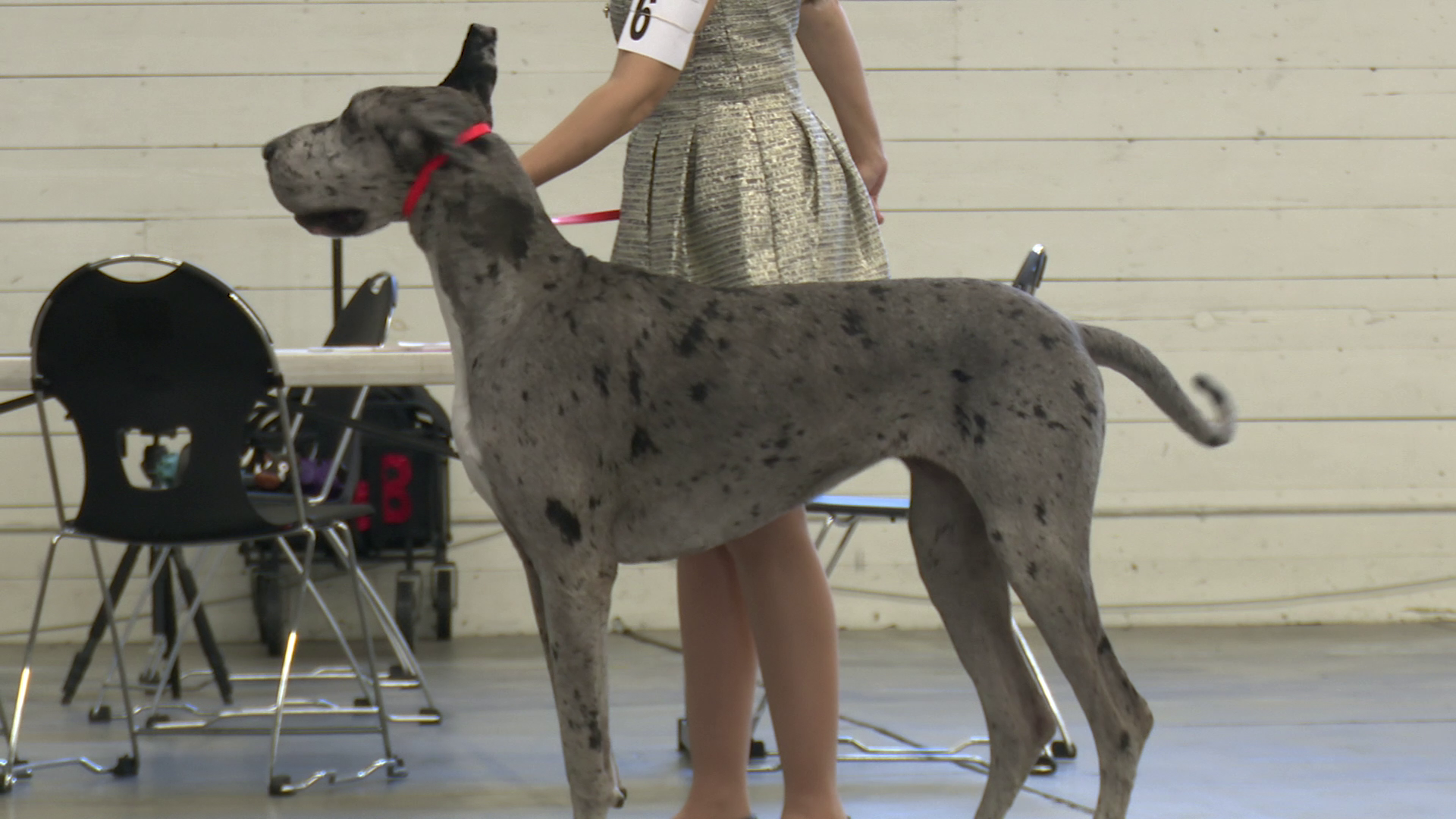 Electric City Kennel Club is hosting its Big Sky Fall Cluster