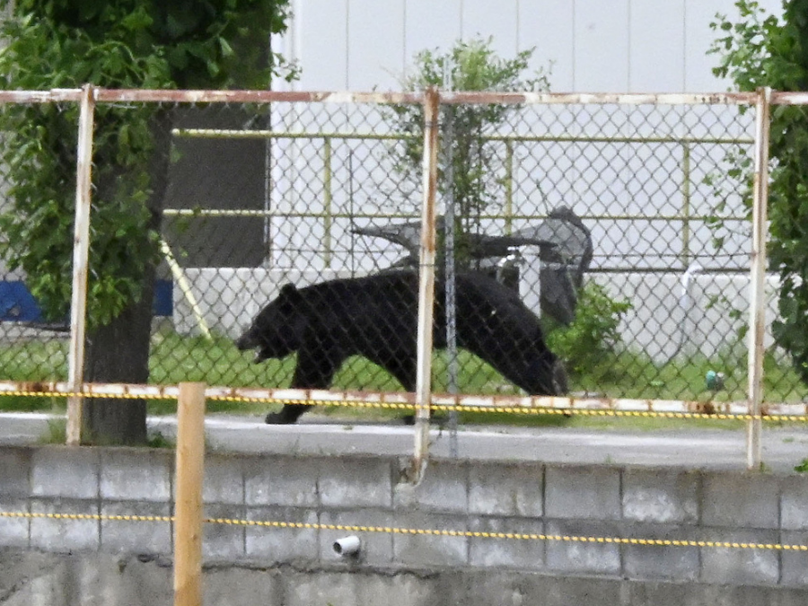 japan_bear_attack_apphoto.png