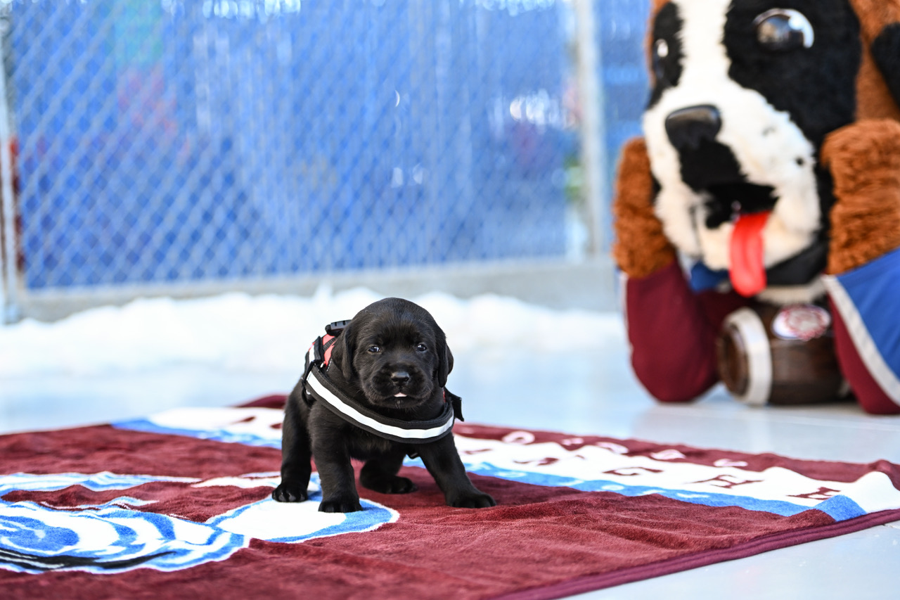 Freedom Service Dogs Maxy Colorado Avalanche Pet Pantry.jpeg