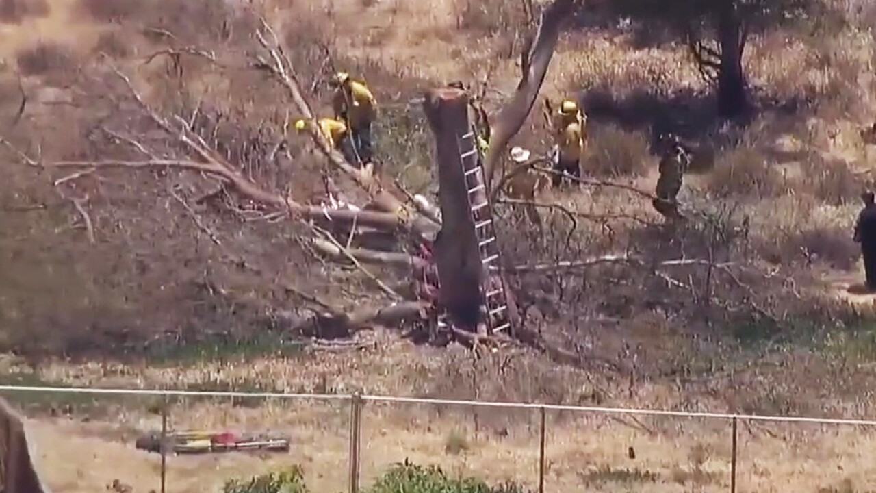 El Cajon fallen tree death.jpeg