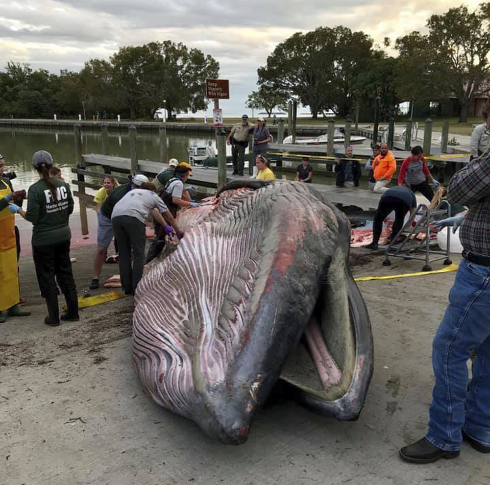 Endangered Whales-Gulf