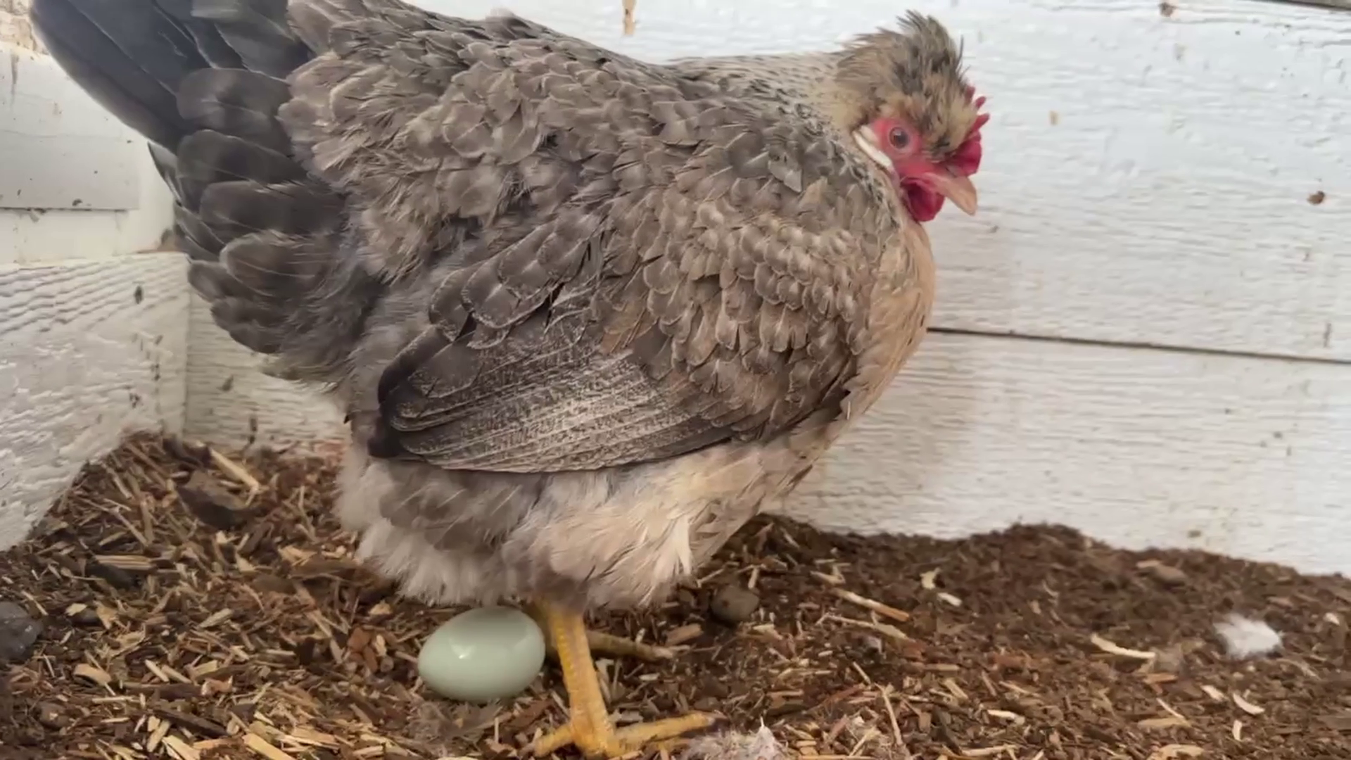 Chicken lays an egg (MTN News) 