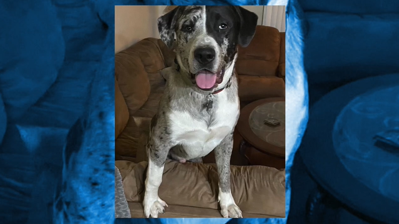 puppy dumped in desert.PNG