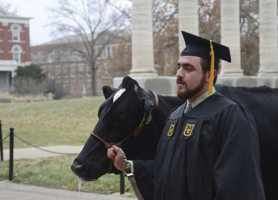 cow steals spotlight at graduation 2