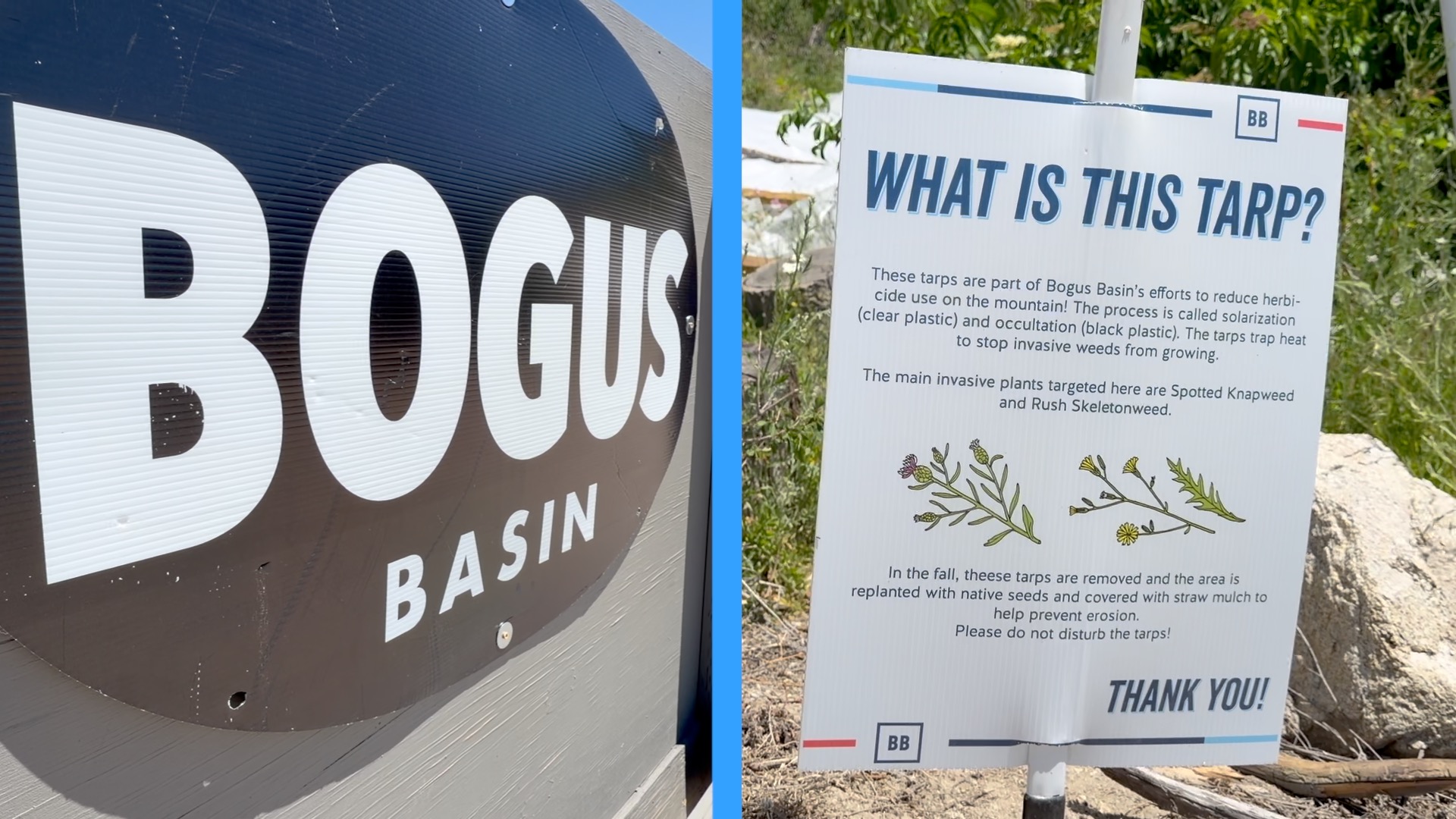 BOGUS TARPS THUMBNAIL.jpg
