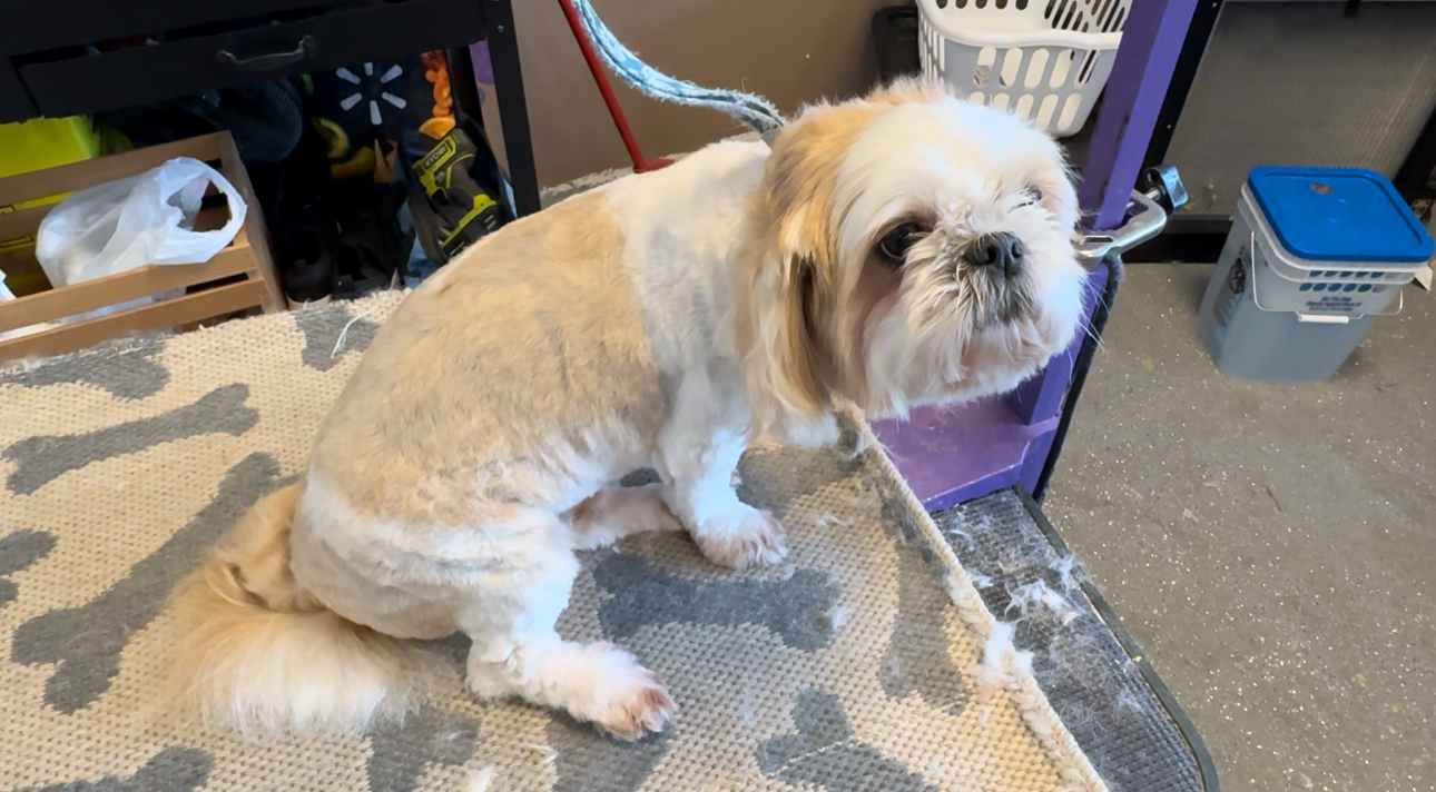 Peanut the 2-year old pup being groomed by Devran Penrod