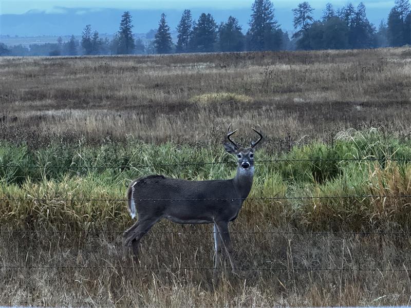 Flathead Whitetail Deer
