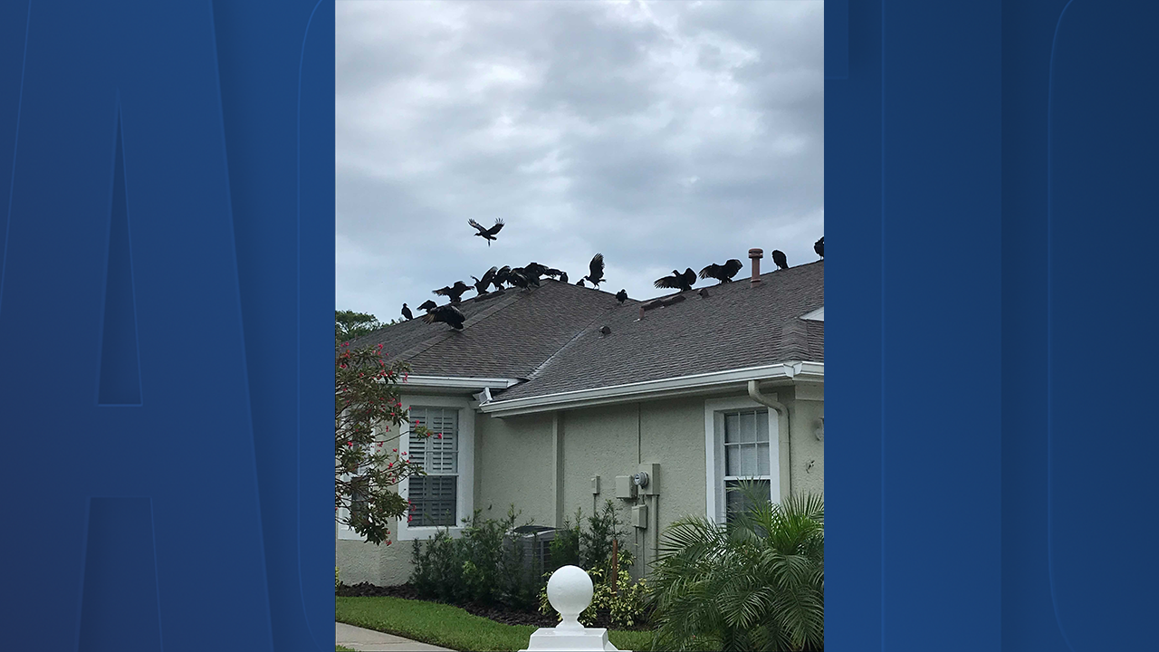 Vultures on house 