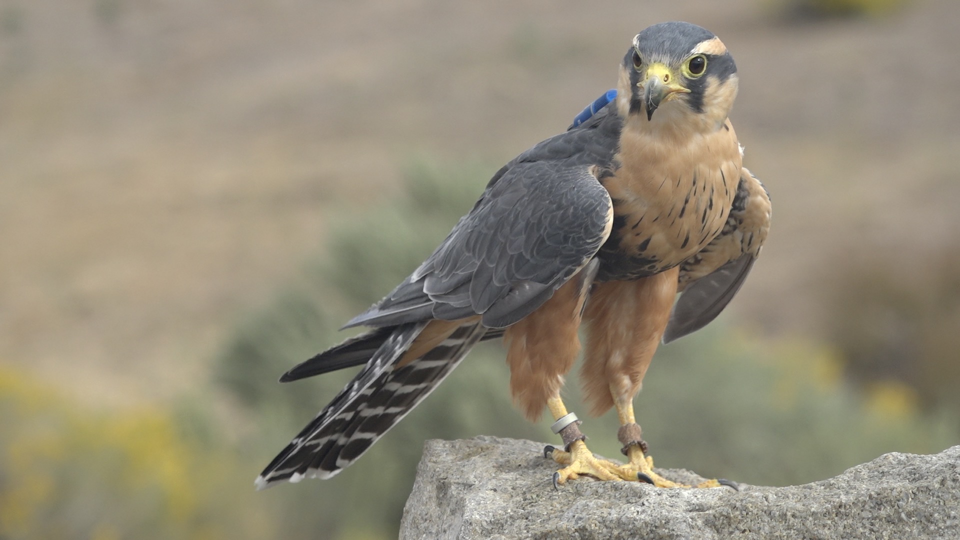 World Center for Birds of Prey