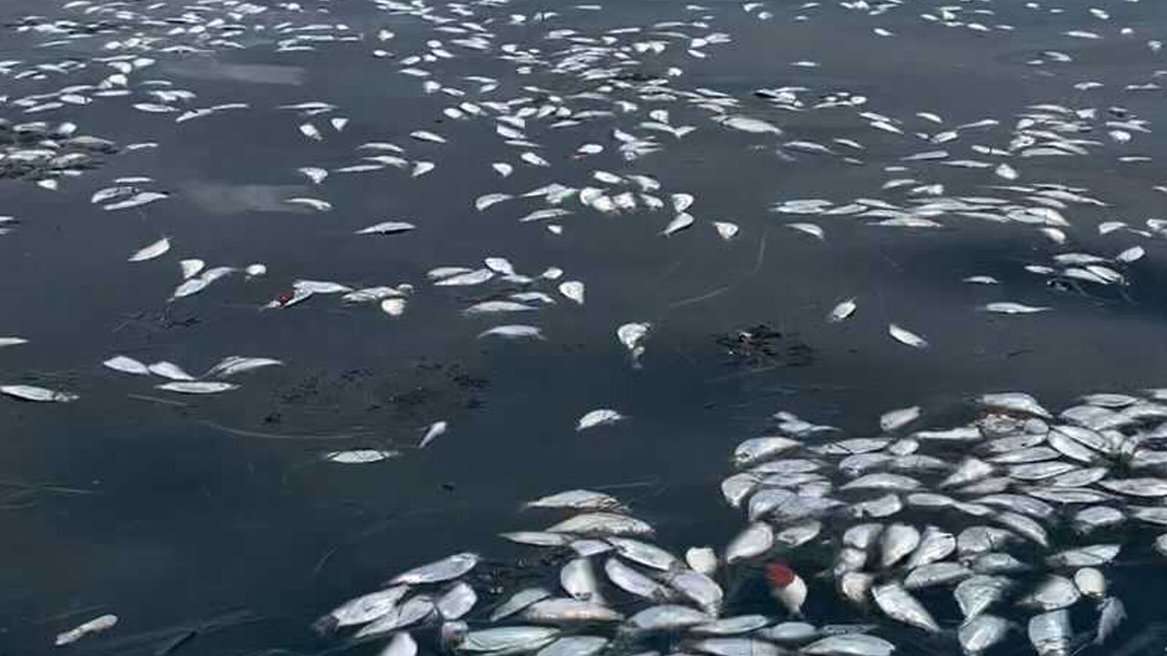Red-tide,-fish-kills-persist-in-Tampa-Bay-area-WFTS-BULL-PKG.jpg