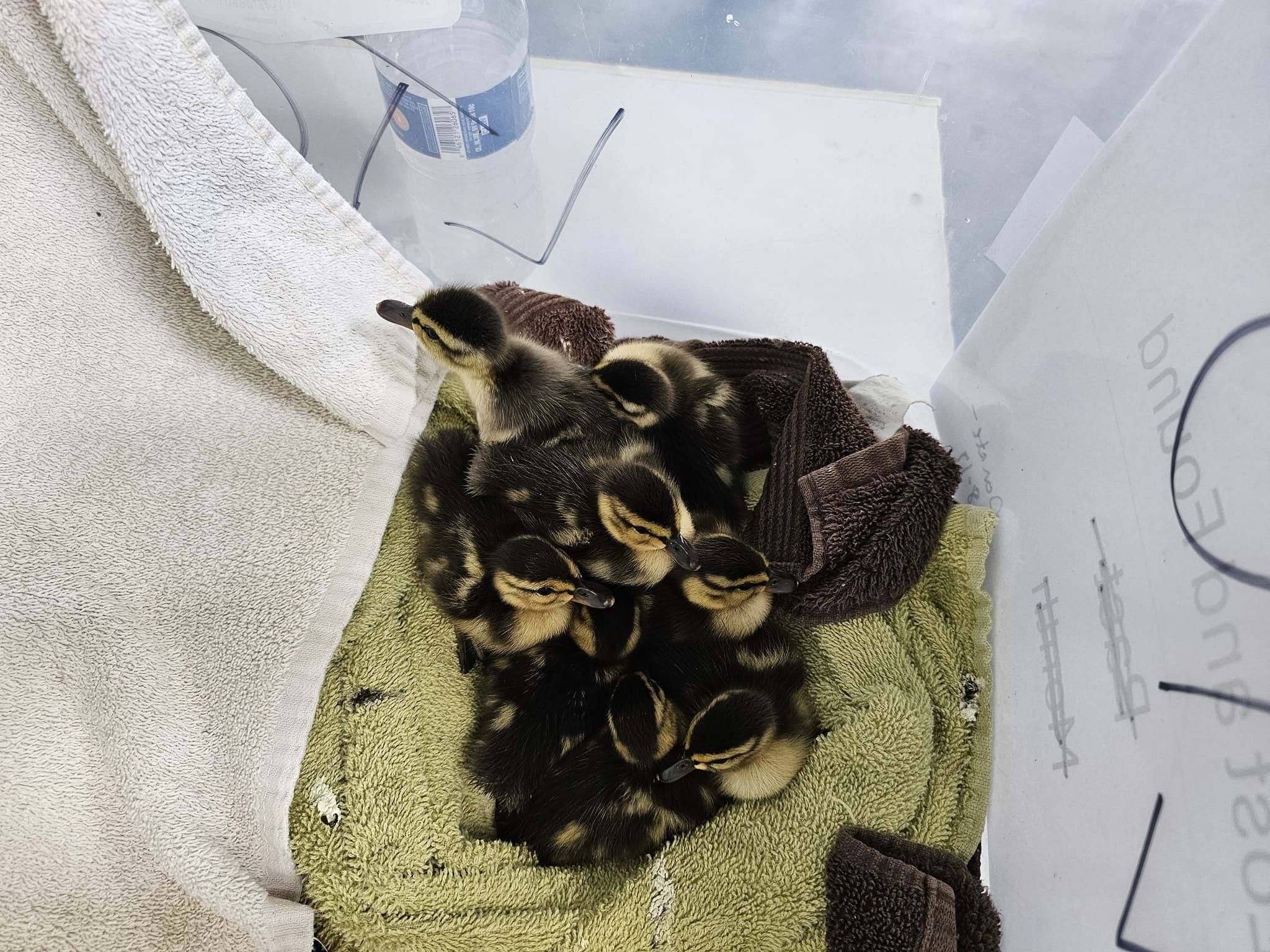 Badger crew rescues ducklings