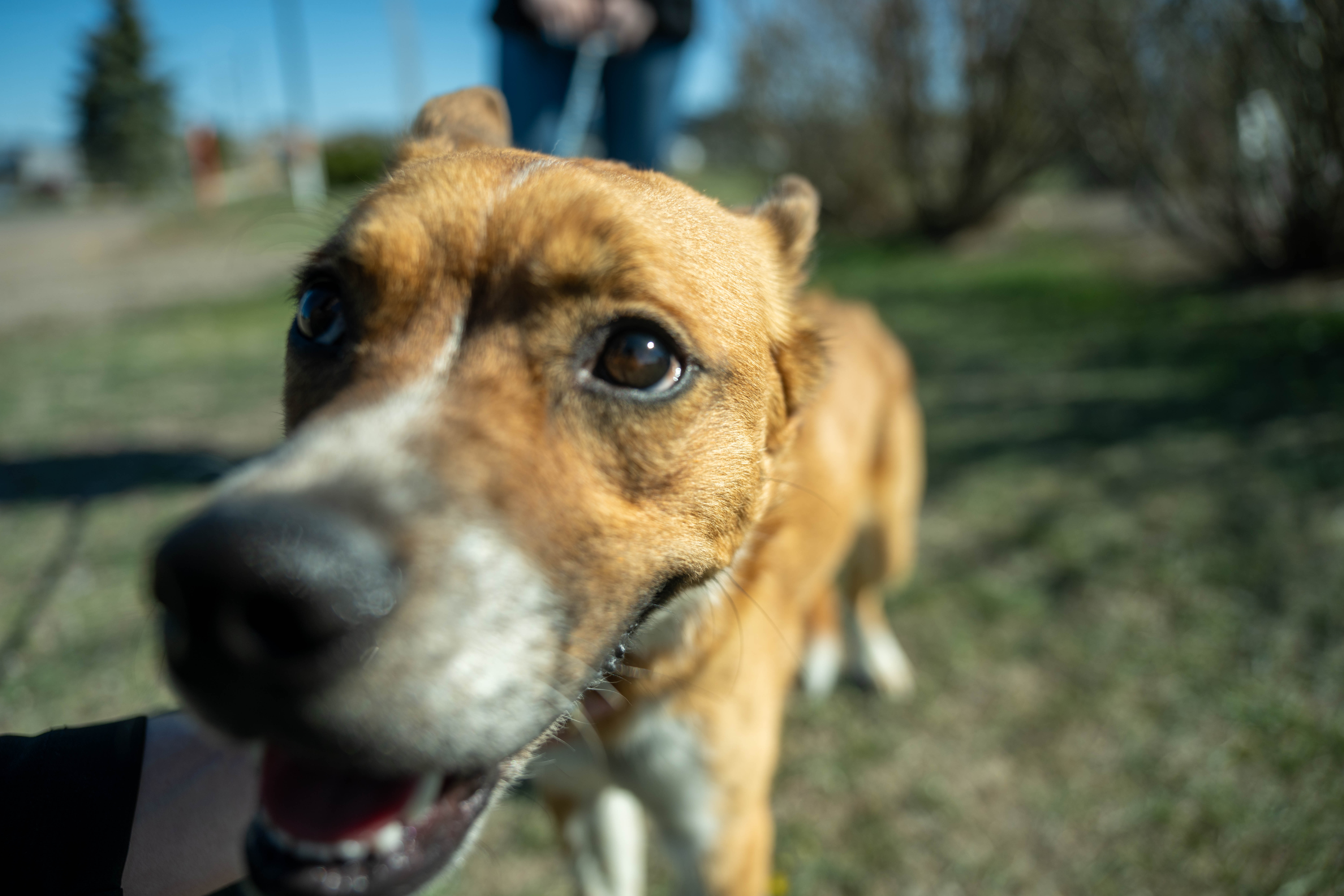 Barking Lot JPGs-6.jpg