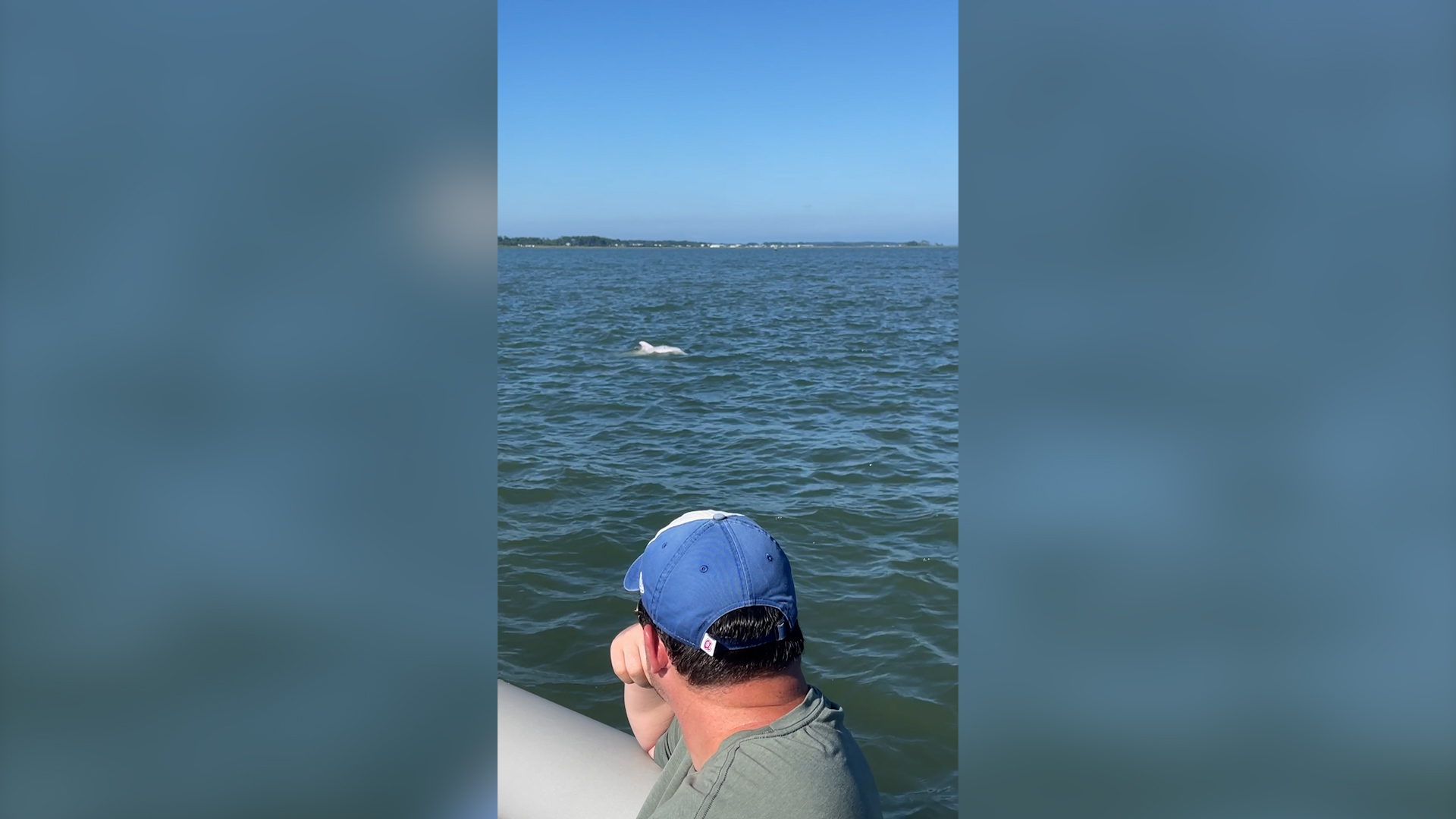 Albino dolphin