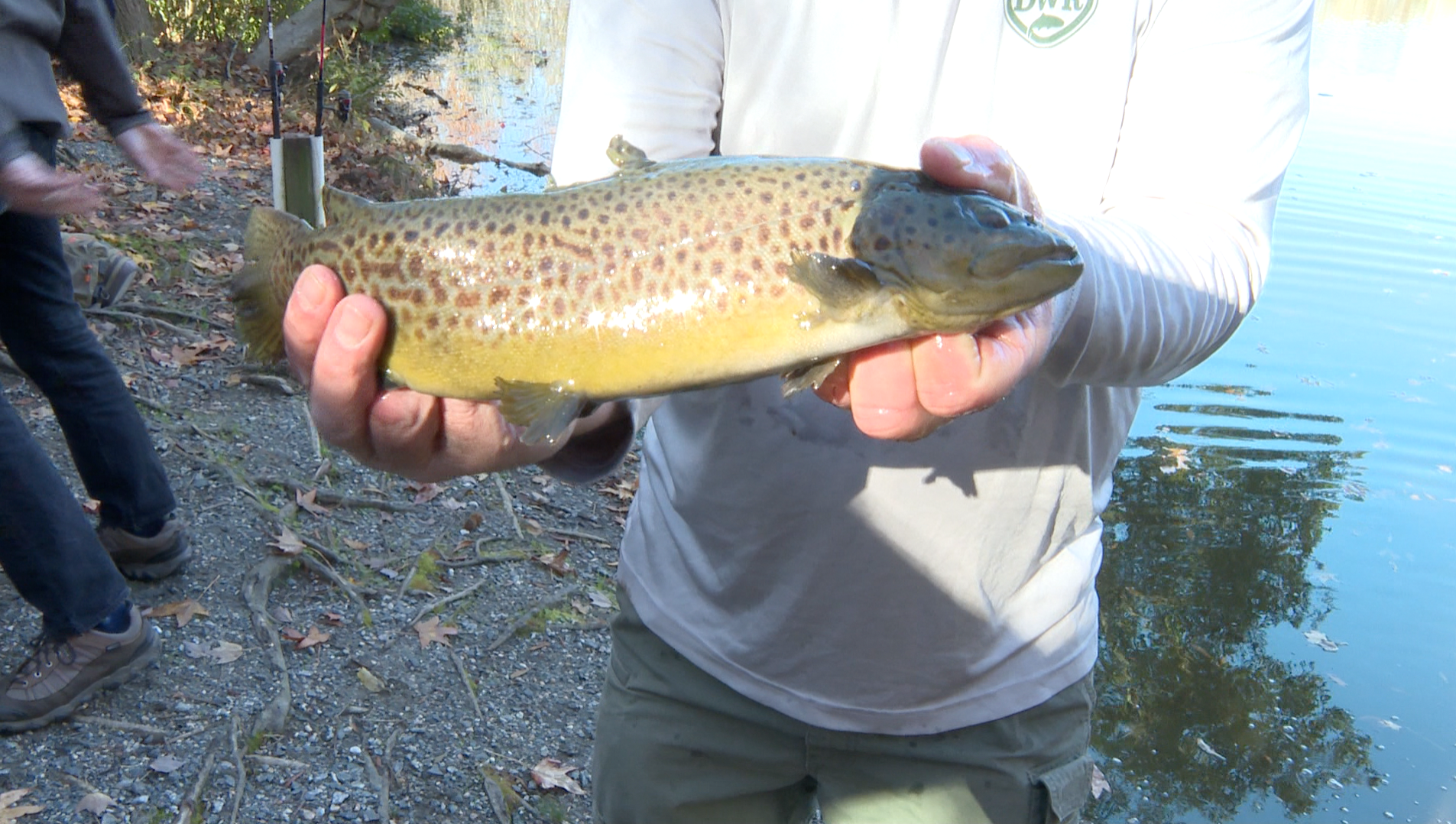 Armistead Pond trout stocking
