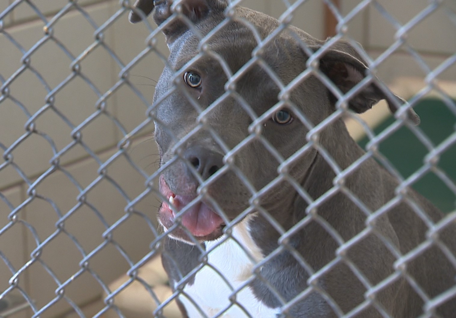 Good Samaritan rescues dog in west Nashville
