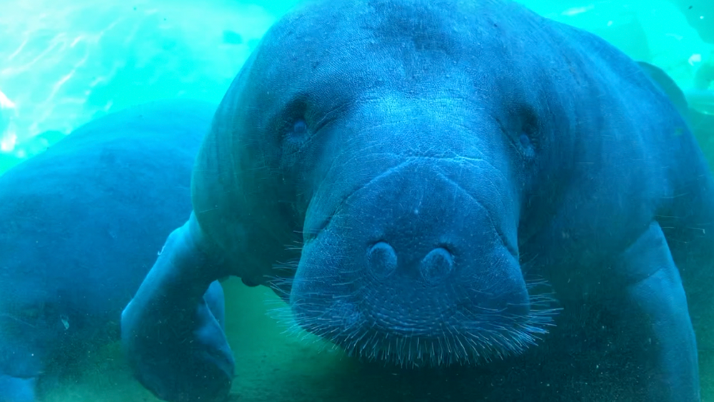 manatees-wendi-lane-zoo-tampa.png