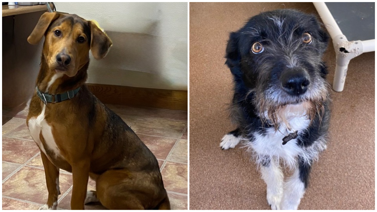 Pets Of The Week: Tira and Leila