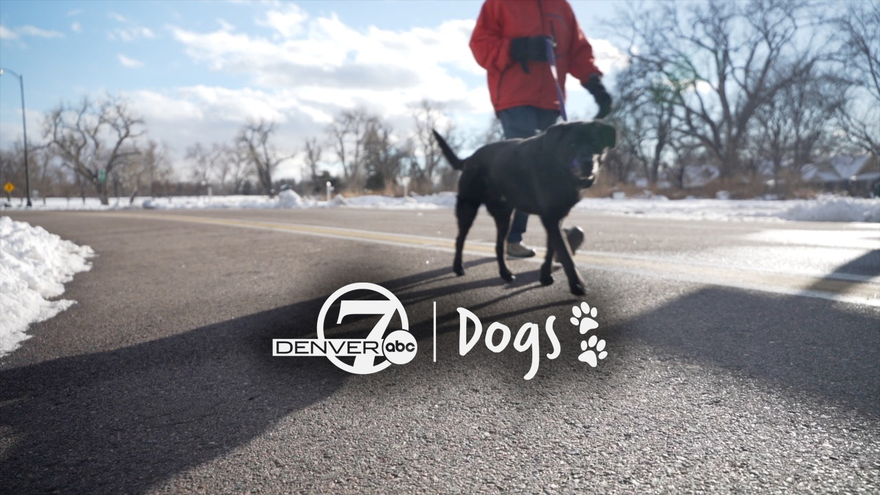 d7 dogs cold weather.jpg