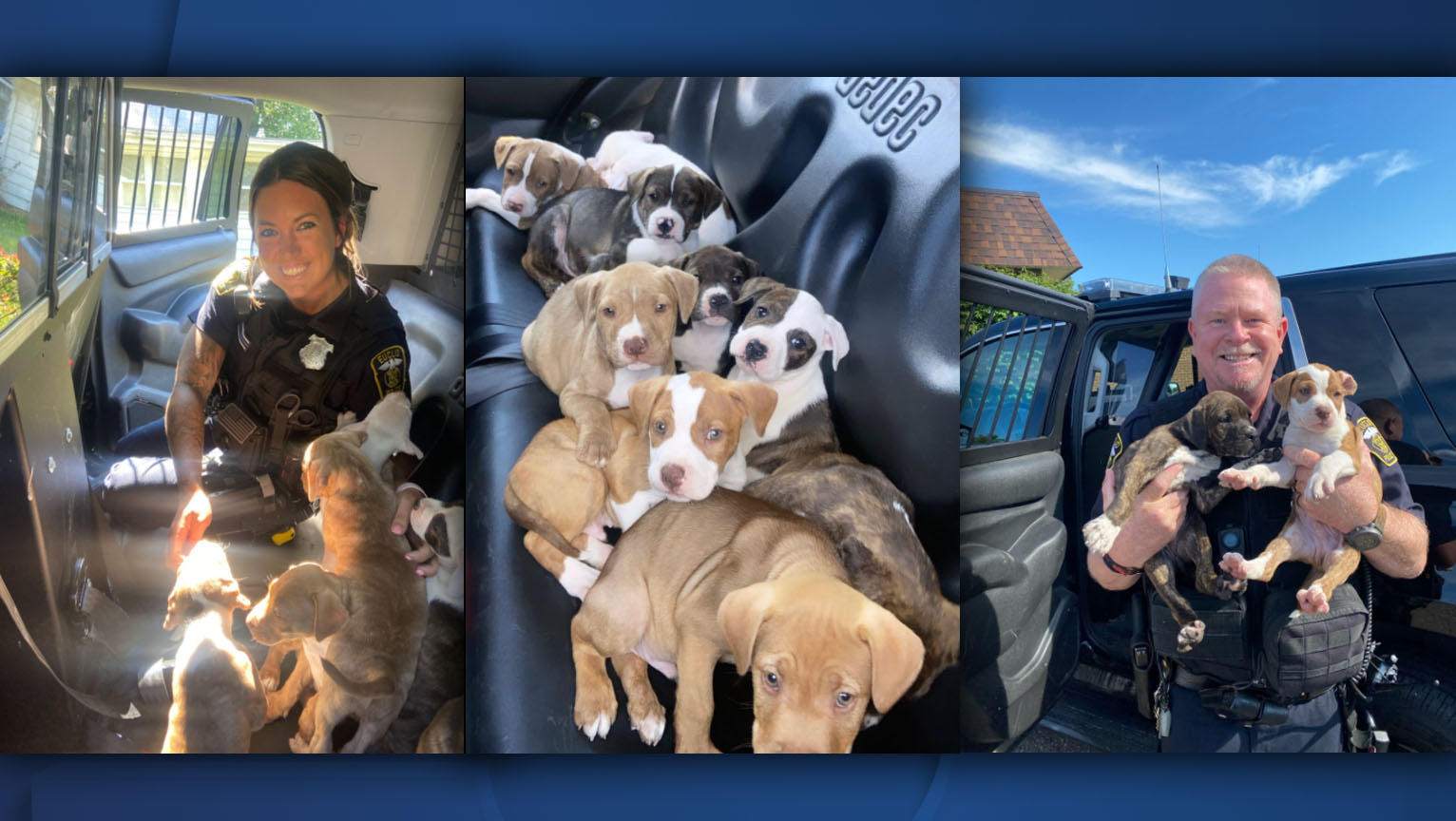 eulid dogs found.jpg