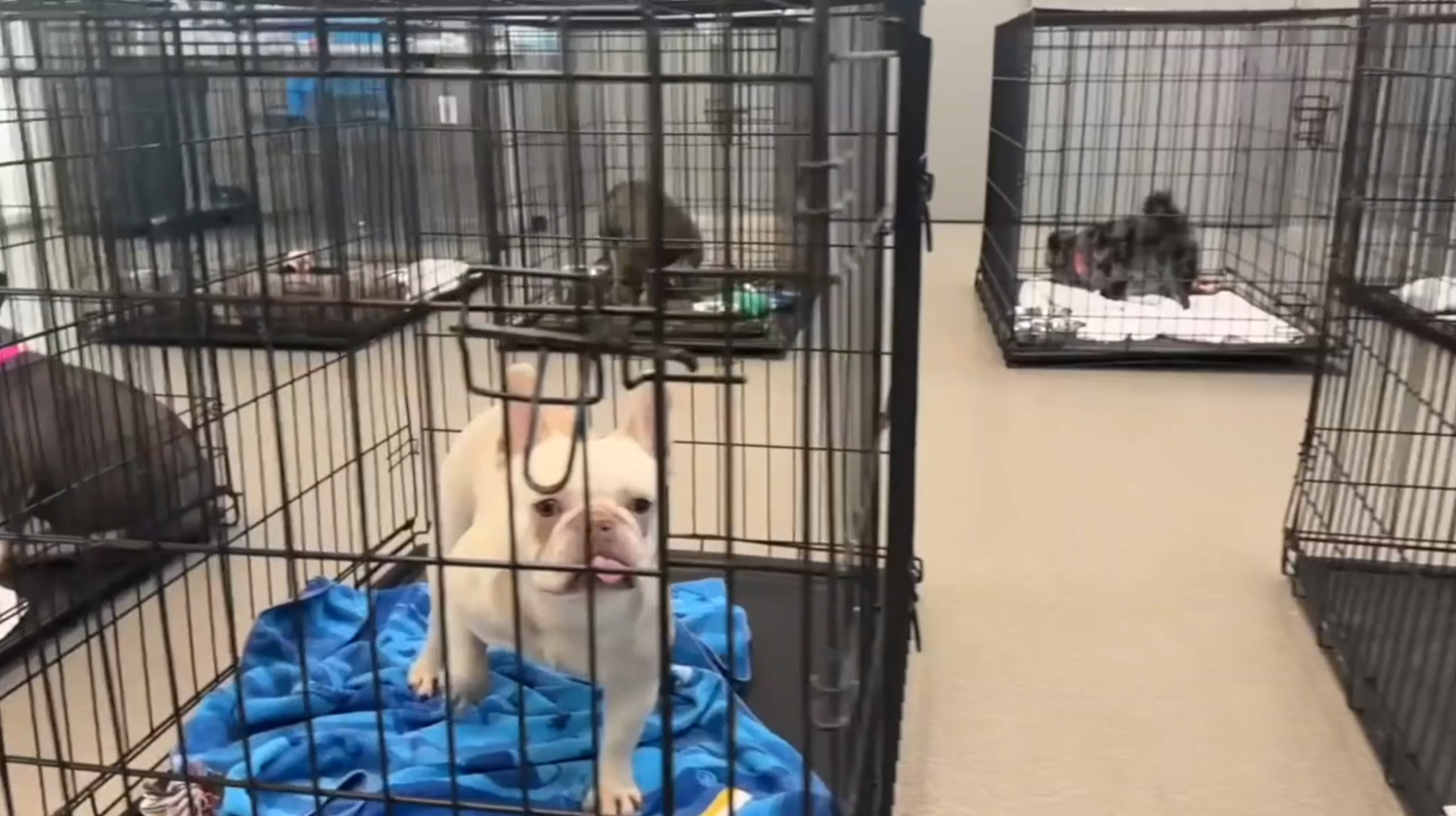 Dogs at The Animal Foundation