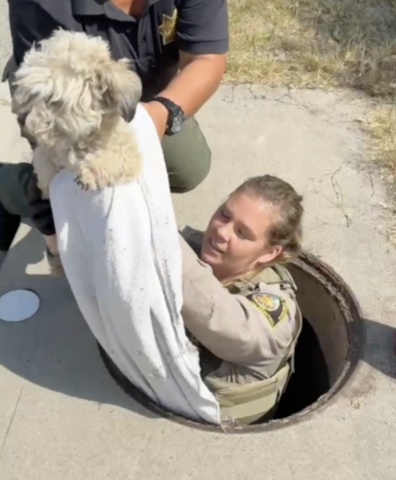Dog rescued from Spring Valley storm drain after nearly a month missing