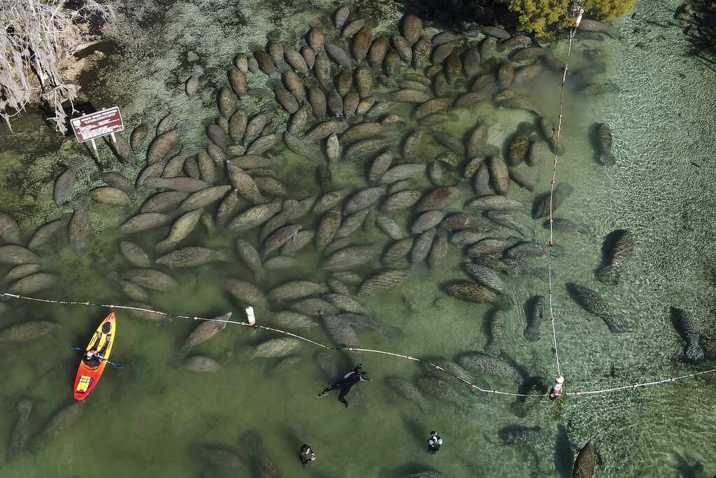 Dying Manatees Florida Donation