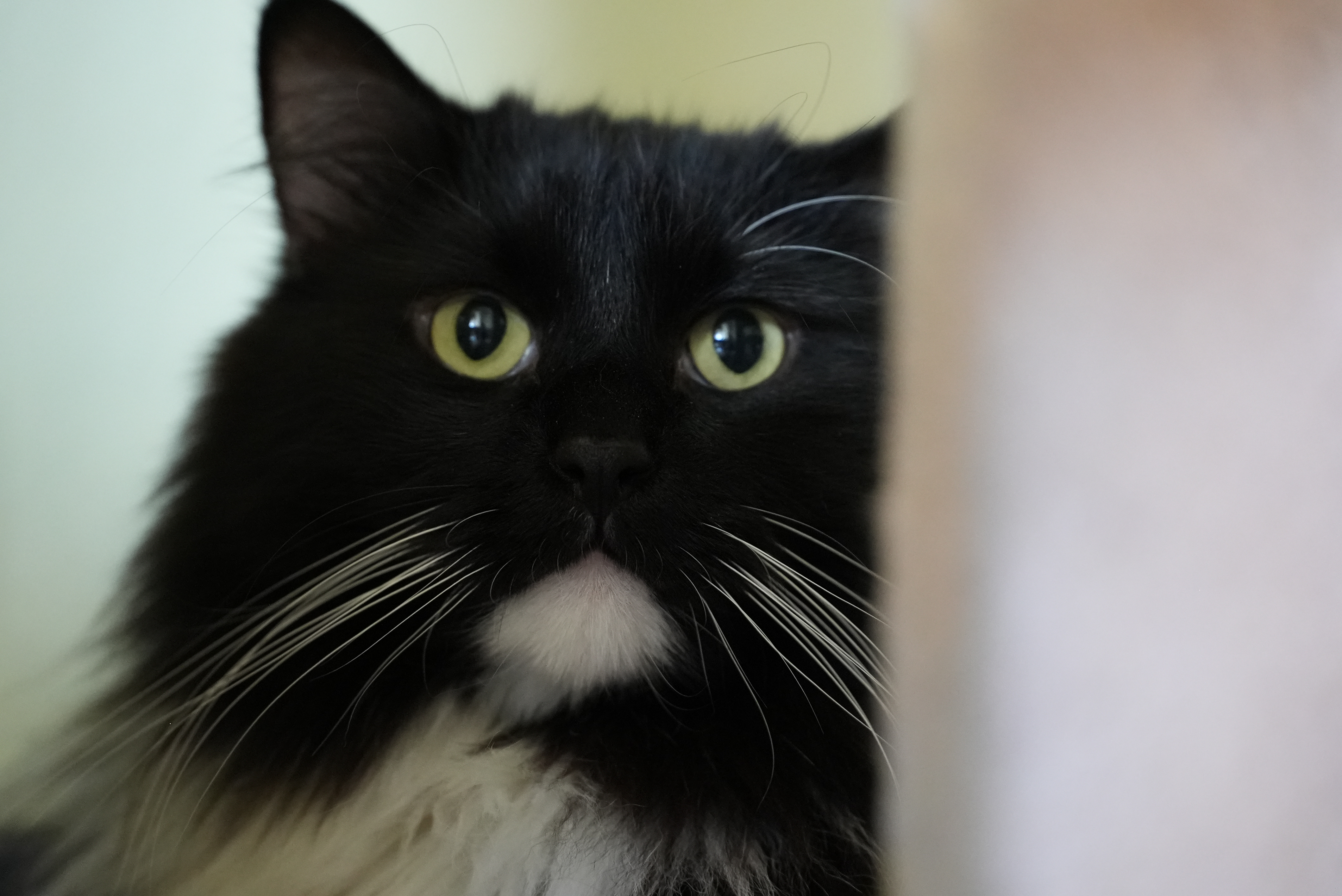 Lewis and Clark Humane Society cat 