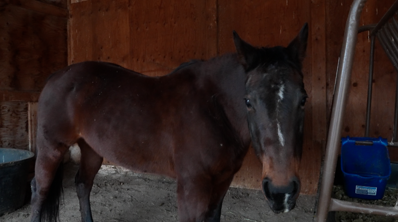 Southern Coloradans' concern over fatal herpes virus in horses grows 