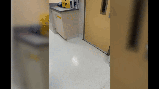 Cockroach-Animated Image (Large).gif